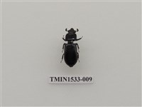 藏品(黑豔蟲科)的圖片